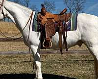 pleasure-trail-appaloosa-horse