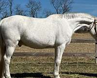 all-around-appaloosa-horse