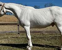 all-around-appaloosa-horse