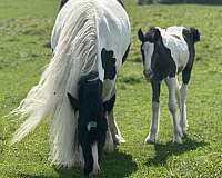 breeding-show-gypsy-vanner-horse