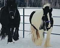piebald-foal
