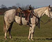 athletic-quarter-horse