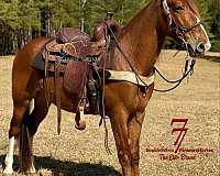 age-tennessee-walking-horse