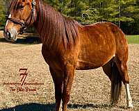 all-tennessee-walking-horse