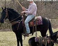 a-hunter-tennessee-walking-horse