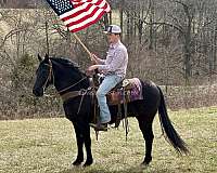 transportation-tennessee-walking-horse