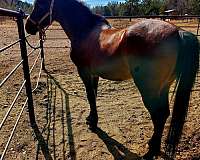 arabian-horse-for-sale