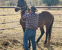 arabian-horse