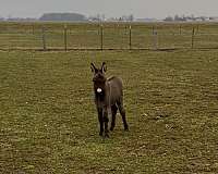 grey-donkey-cross-white-snout-horse