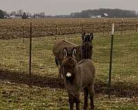 donkey-cross-white-snout