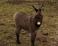 donkey-cross-white-snout-horse