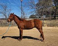 quarter-horse-gelding