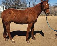 quarter-horse-for-sale