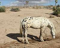 kfps-appaloosa-stallion