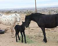 white-black-leopard-spots-horse