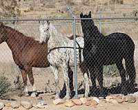 all-around-appaloosa-horse