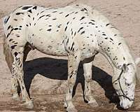 appaloosa-horse