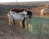 athletic-appaloosa-horse