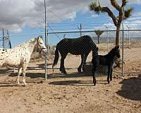 breeding-appaloosa-horse