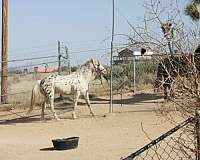 fewspot-appaloosa-horse