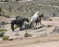 halter-appaloosa-horse