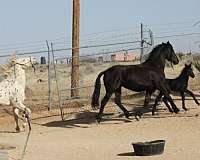 horsemanship-appaloosa-horse