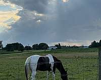 tobiano-paint-mare