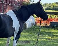 tobiano-all-around-horse