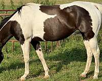 tobiano-apha-mare