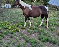 tobiano-black-white-horse