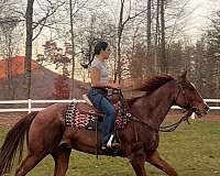 red-roan-roan-sport-horse