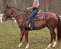 quarter-horse-gelding