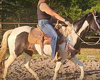 cattle-sorting-spotted-saddle-horse