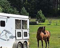 bay-flashy-flaxen-mane-horse