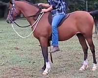 bay-arabian-gelding