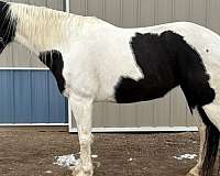 all-around-paint-horse