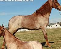 bask-tennessee-walking-horse