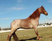 gentle-soul-tennessee-walking-horse