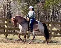 youth-prospect-tennessee-walking-horse