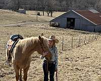 15-hand-missouri-fox-trotter-horse