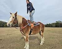 trail-trail-riding-belgian-horse