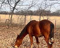 quarter-horse-for-sale