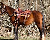 athletic-quarter-horse