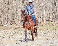 beginner-quarter-horse