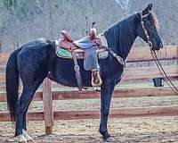 wor-kentucky-mountain-horse