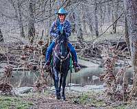 athletic-kentucky-mountain-horse