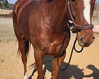 barrel-thoroughbred-horse