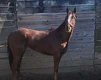 chestnut-blaze-sock-horse