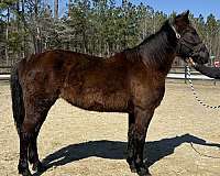 black-draft-mare