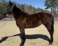 black-mare-for-sale